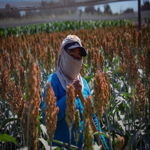 Insumos Agrícolas